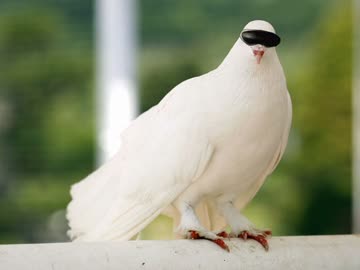 【朗報】野獣先輩、鳥になる