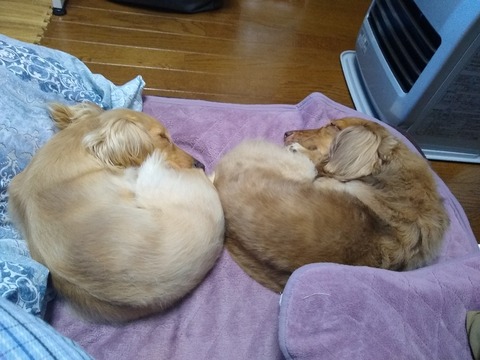 最も可愛い犬 ゴールデンレトリバー に決まる なんでも受信遅報 なんj おんjまとめ 最も可愛い犬 ゴールデンレトリバー に決まる なんでも受信遅報 なんj おんjまとめ
