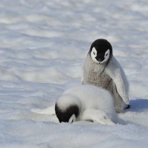 ペンギン 雪ですら転ぶクソザコだった なんでも受信遅報 なんj おんjまとめ ペンギン 雪ですら転ぶクソザコだった なんでも受信遅報 なんj おんjまとめ