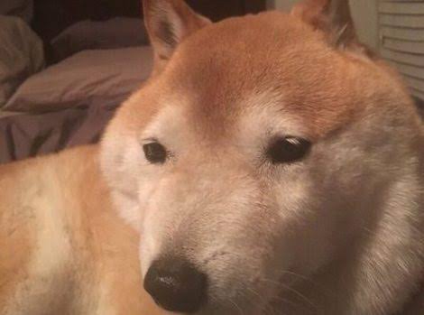 【画像集】イッヌ、パリの町並みに溶け込んでしまう