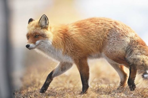 【動画】キツネさん　幸せそう