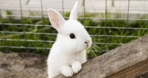 画像集 野獣先輩 うさぎだった なんでも受信遅報 なんj おんjまとめ