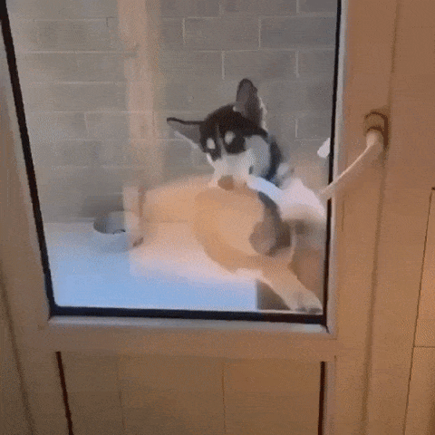 癒される動物gif なんでも受信遅報 なんj おんjまとめ 癒される動物gif なんでも受信遅報 なんj おんjまとめ