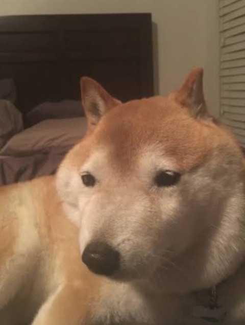 イッヌ、涼しい場所を見つける