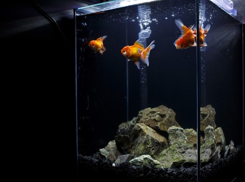 アクアリウム板にワイの水槽を晒した結果ｗｗｗ なんでも受信遅報 なんj おんjまとめ