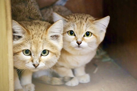 【超画像】スナネコちゃん、可愛すぎる