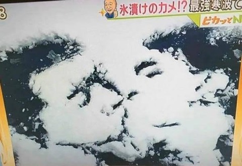 【朗報】野獣先輩やっぱり生存していた