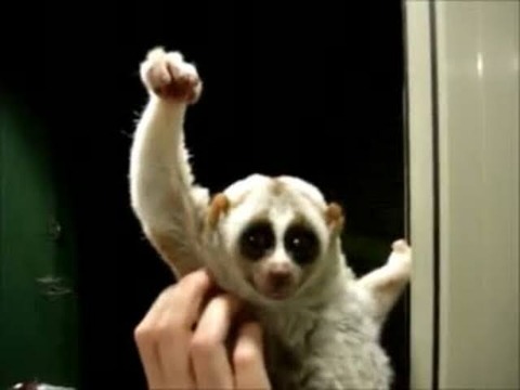 淫夢くん、完全勝利UCされる