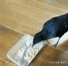 癒される動物gif なんでも受信遅報 なんj おんjまとめ 癒される動物gif なんでも受信遅報 なんj おんjまとめ