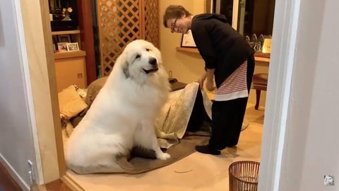 【画像】イッヌこたつでホカホカで草