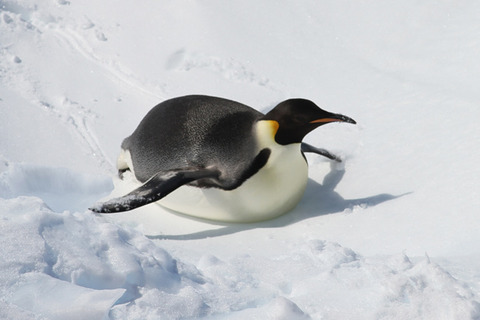 【悲報】なんJ民、ペンギンが腹這いになって滑るあの行動の名称を知らない