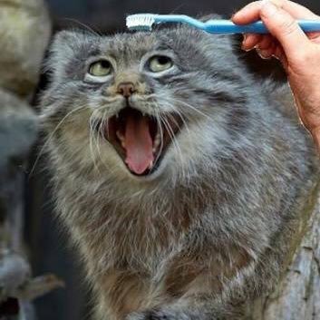 ちゅーる中毒ネッコ、禁断症状を起こす