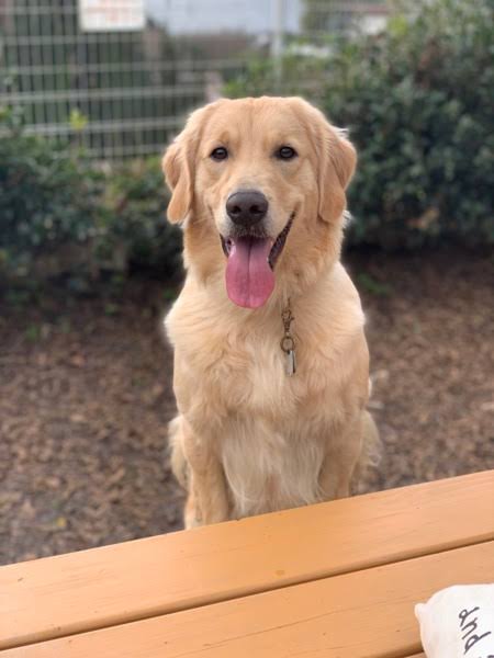 画像 Gif集 ゴールデンレトリバーとかいう犬 どう見てもアホ なんでも受信遅報 なんj おんjまとめ