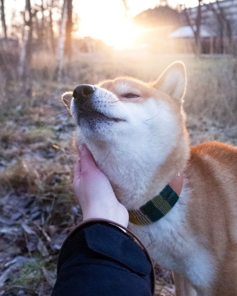 画像 Gif集 三大なんj公認イッヌ ガ ジーヌ ケーキーヌ なんでも受信遅報 なんj おんjまとめ