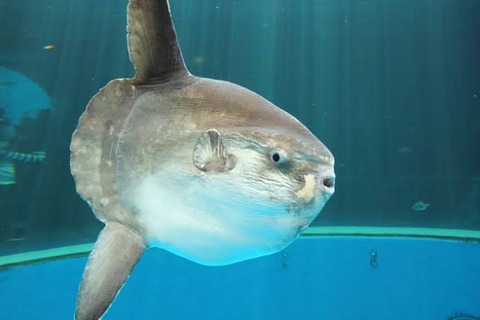 バカ マンボウとかいう最弱生物 笑 ｷｬｯｷｬｯ ワイ はぁ ホンマの最弱生物見せたろか 笑 なんでも受信遅報 なんj おんjまとめ