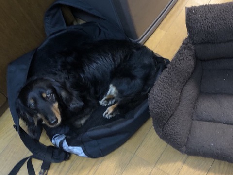 ワイのリュックの上でねてる飼い犬が可愛すぎるから…