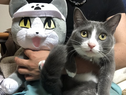 現場猫さん、プライズになる