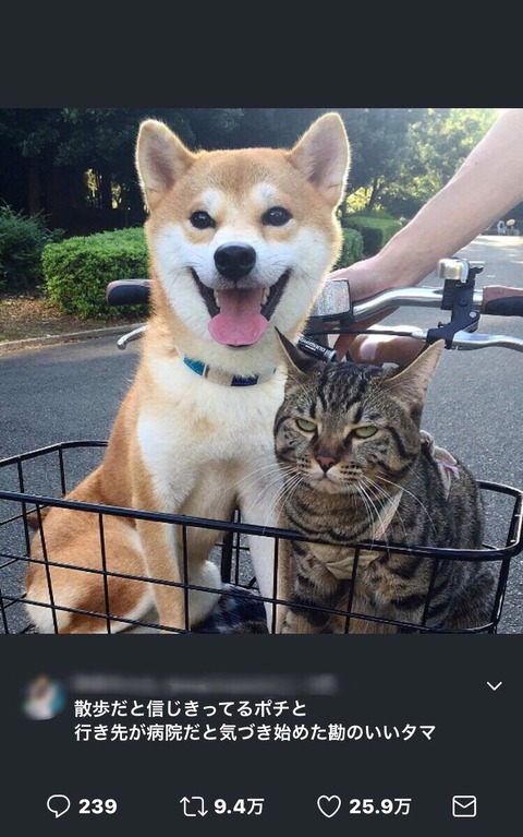 うちのヌコ、中におっさんが入ってる