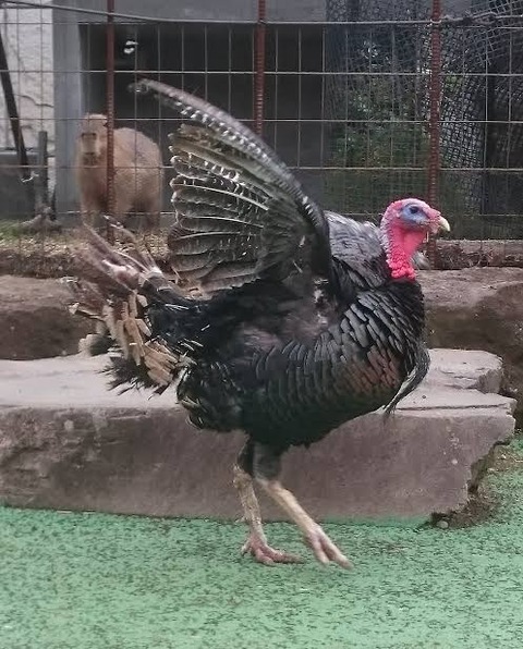 七面鳥 死にたい言ってる若者見るとイラッとするわ なんでも受信遅報 なんj おんjまとめ 七面鳥 死にたい言ってる若者見るとイラッとするわ なんでも受信遅報 なんj おんjまとめ