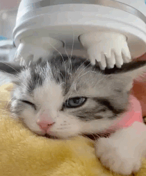 猫gif 爆笑 猫gif 爆笑