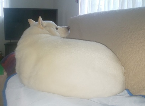 一番最近保存した画像を貼るスレ