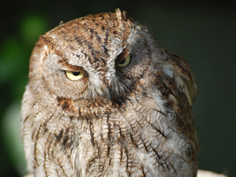 【コピペ集】（　´ん`）「近場で万引きしすぎてマークされてるからわざわざチャリで遠出してる」