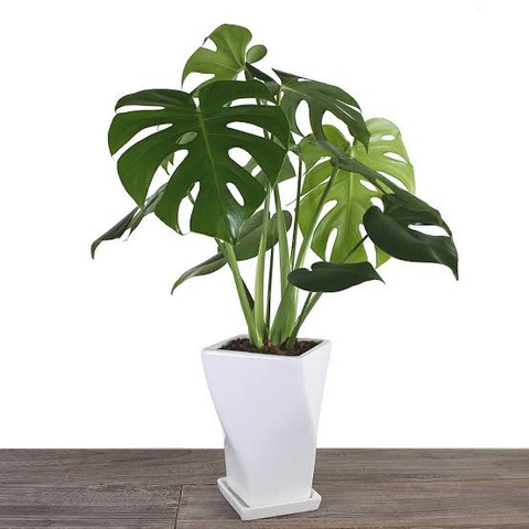 (ヽ´ん`)「観葉植物なんか100均で十分。2年でこれだけ育つ。」