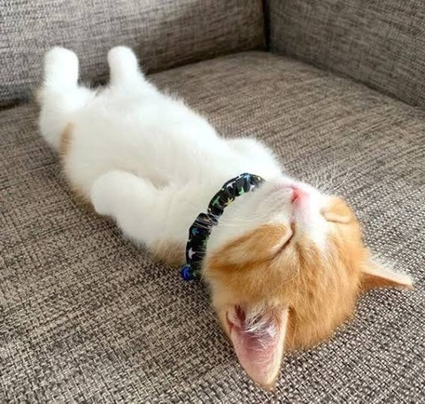 images (52)