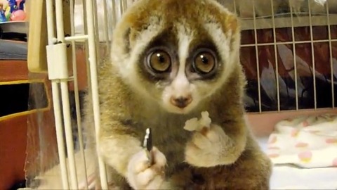 3大面白いのに無名な淫夢ファミリー「半泣き男」「クラウド」「顔が変な人」