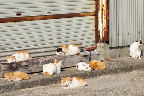画像 Gif集 ネッコの集会に異端児あらわる なんでも受信遅報 なんj おんjまとめ