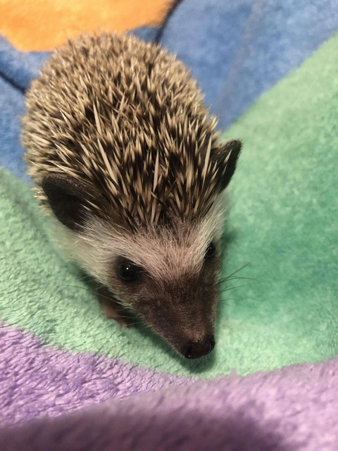 ワイ ハリネズミを飼う なんでも受信遅報 なんj おんjまとめ