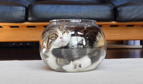 【悲報】猫による人類支配はじまる【画像あり】