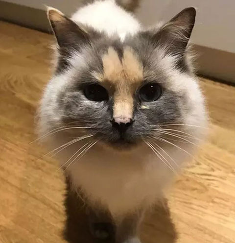 一人暮らしで猫飼うのって辞めた方がええか なんでも受信遅報 なんj おんjまとめ