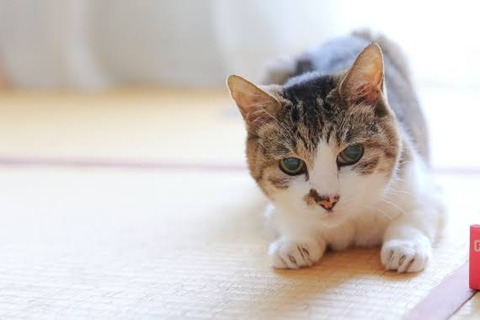 【悲報】ネコ、恐すぎる