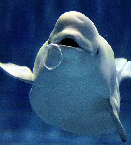 クラゲ おっ イルカが輪っか作ってるやんけ 近づいたろ なんでも受信遅報 なんj おんjまとめ