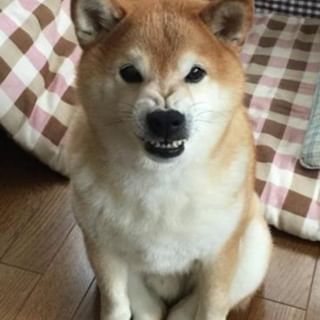 画像 Gif集 ヤサシーヌ 発見される なんでも受信遅報 なんj おんjまとめ 画像 Gif集 ヤサシーヌ 発見される なんでも受信遅報 なんj おんjまとめ