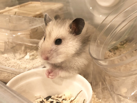 ワイのハム、可愛すぎて大変