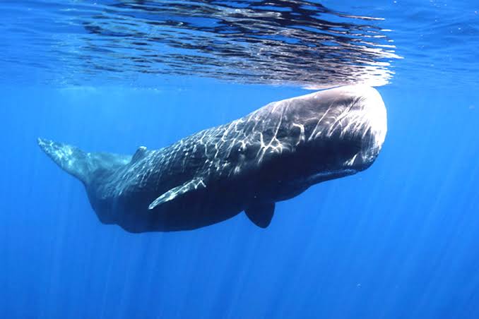 なんでも受信遅報@なんJ・おんJまとめ動物博士ワイが選ぶ海洋最強生物TOP10こちらも読まれていますコメント一覧コメントする