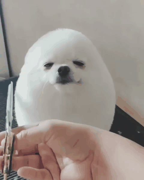 動物のgif貼ってくれ なんでも受信遅報 なんj おんjまとめ