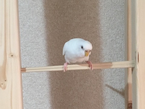朗報 ワイのインコ 1290円 新しいおもちゃを貰って御満悦ッッッッ なんでも受信遅報 なんj おんjまとめ 朗報 ワイのインコ 1290円 新しいおもちゃを貰って御満悦ッッッッ なんでも受信遅報 なんj おんjまとめ