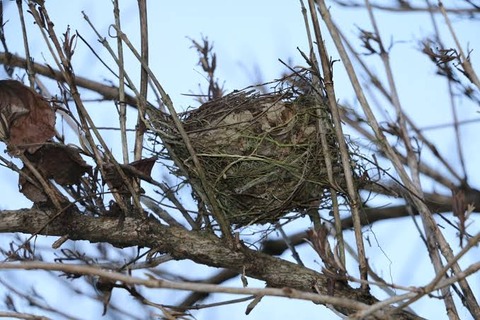 ワイがすごい鳥の巣の画像を貼るスレ