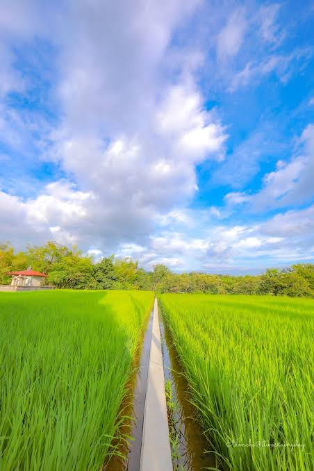 夏も近づいてきたし夏らしいノスタルジックな画像貼るスレ なんでも受信遅報 なんj おんjまとめ