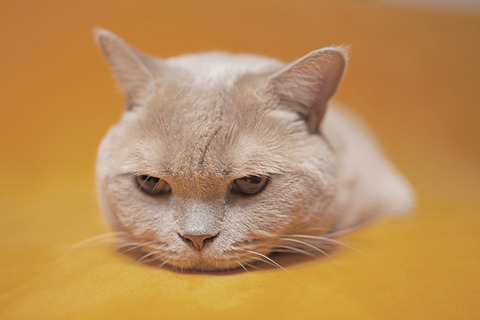 ワイのために猫画像を貼るスレｗｗｗ