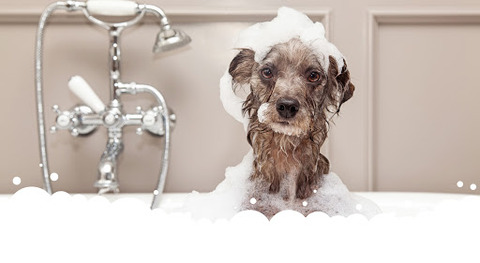 【朗報】イッヌ、大好きなシャンプーしてもらってご満悦