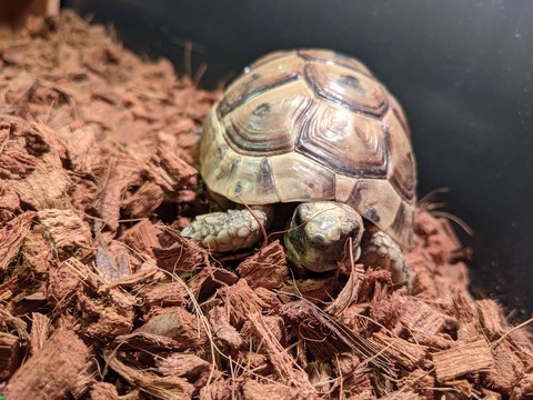 ワイ、リクガメを購入してしまう