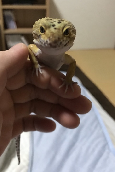 ワイの飼っているトカゲ 可愛い Www なんでも受信遅報 なんj おんjまとめ ワイの飼っているトカゲ 可愛い Www なんでも受信遅報 なんj おんjまとめ