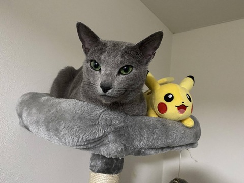 【画像】うちの猫自慢見てってよ！！！！！！！