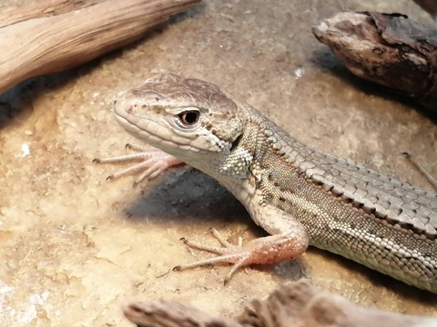 いろいろ カナヘビ 飼育 土 カナヘビ 飼育 土 いろいろ カナヘビ 飼育 土 カナヘビ 飼育 土
