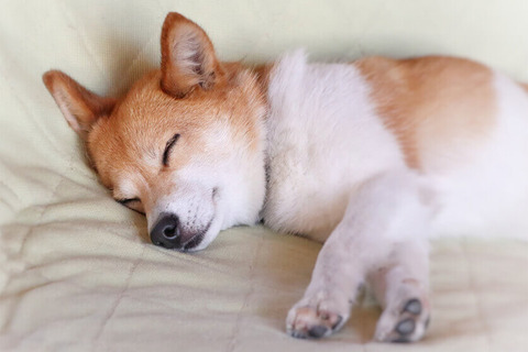 仔犬の睡眠時間wwwwwww