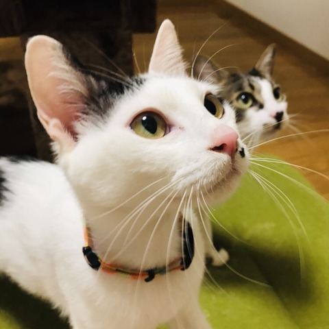 ワイのネッコかわいすぎひん なんでも受信遅報 なんj おんjまとめ ワイのネッコかわいすぎひん なんでも受信遅報 なんj おんjまとめ